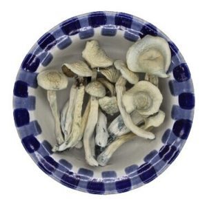 Albino Treasure Coast Magic Mushrooms