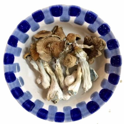 3436638130.jpg Lyophilized Blue Meanie Magic Mushrooms