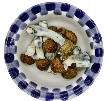 3436652444.png Blue Pulaski Magic Mushrooms