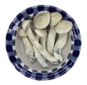 3436677376-300x291-1.jpg Albino Treasure Coast Magic Mushroom