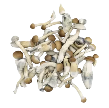 Lyophilized Blue Pulaski Magic Mushrooms