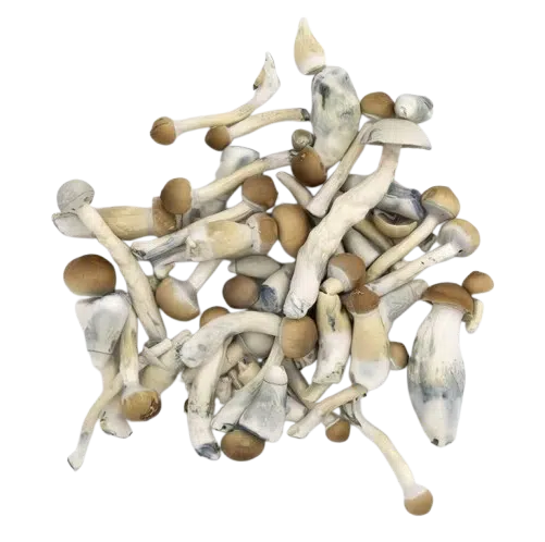 Lyophilized Blue Pulaski Magic Mushrooms