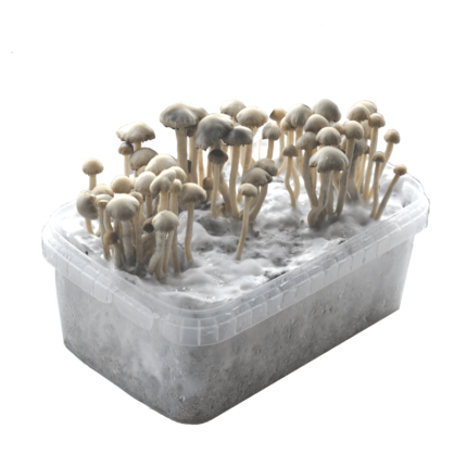 Buy Magic Mushroom Growing Kit