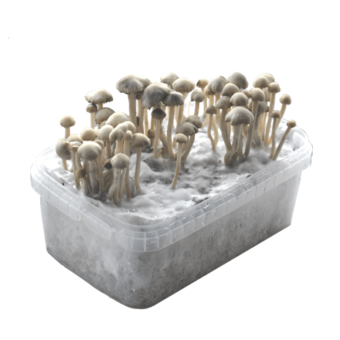 Buy-Magic-Mushroom-Growing-Kit.webp Buy Magic Mushroom Growing Kit