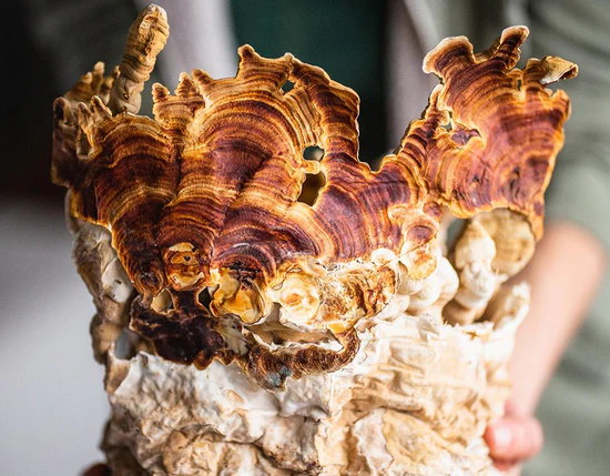 Buy-Stay-Wyld-Organics-–-Reishi-Mushroom-Powder-70g-Online.webp Stay Wyld Organics – Reishi Mushroom Powder (70g)