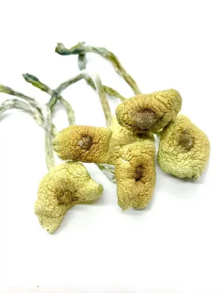 Costa-Rican-510x680.jpg.webp Costa Rican Magic Mushroom