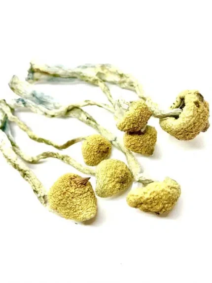 Daddy Long Legs Magic Mushroom