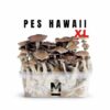 Hawaiian-PES-Magic-Mushroom-Grow-Kit-XL.jpg Hawaiian PES Magic Mushroom Grow Kit XL