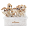 Magic-Mushroom-Grow-Kit-Mckennaii-Xp-By-Freshmushrooms®-1.png Magic Mushroom Grow Kit Mckennaii Xp By Freshmushrooms®