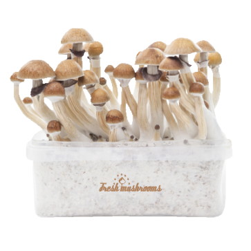 Magic-Mushroom-Grow-Kit-Mckennaii-Xp-By-Freshmushrooms®-1.png Magic Mushroom Grow Kit Mckennaii Xp By Freshmushrooms®