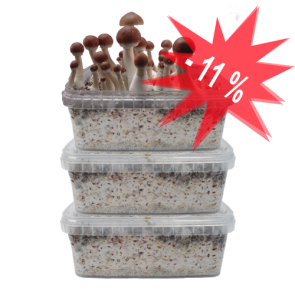Magic-Mushroom-Grow-Kits-3-Pack-Discount-For-Sale.png Three Magic Mushroom Grow kits Special Offer