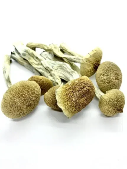 PES Amazonian Magic Mushroom