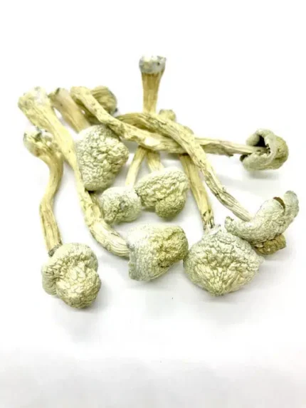 Rusty White Magic Mushroom