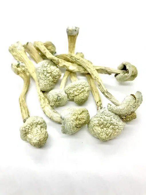 Rusty-White-510x680.jpg.webp Rusty White Magic Mushroom