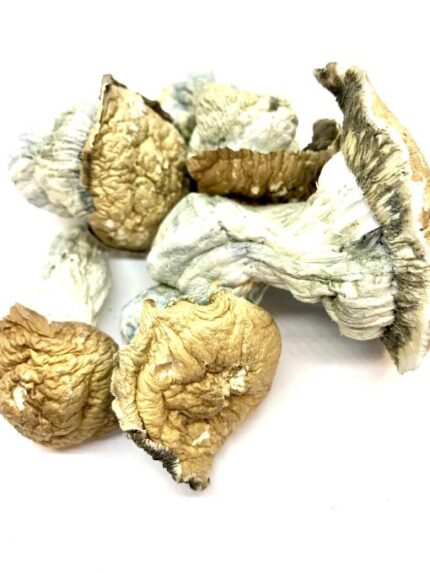 Tidal Wave Magic Mushroom