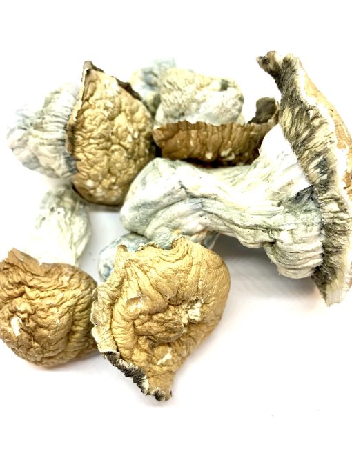 Tidal-Wave-510x680-2.jpg Tidal Wave Magic Mushroom