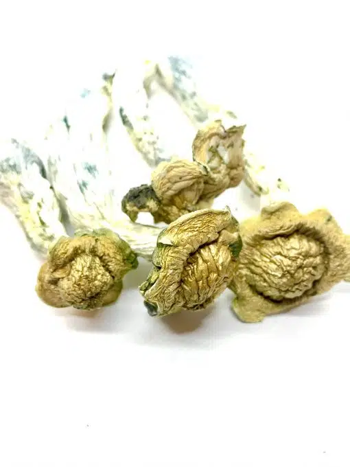 Trinity magic mushroom