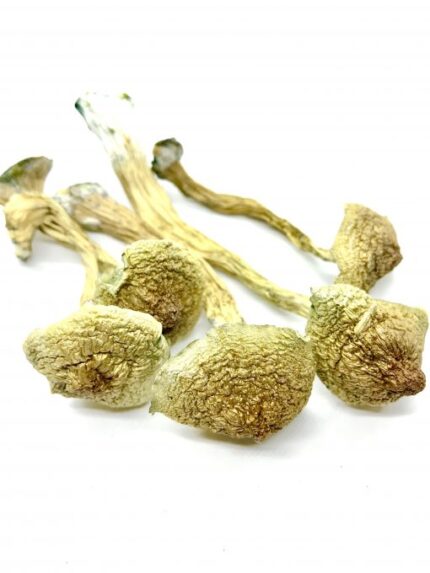 african-transkei-510x680-2.jpg African Transkei